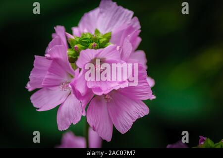 Malva a genus of herbaceous annual, biennial and perennial plants of the Malvaceae family, one of the most closely related genera in the family. Stock Photo