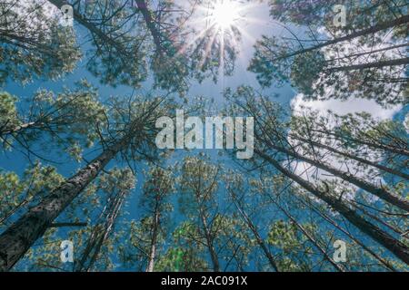 Pine forest from low angle view converging skyward overhead. Stock Photo