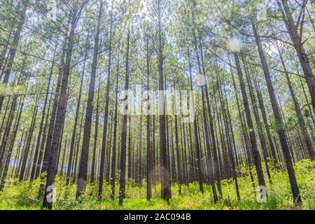 Pine forest from low angle view overhead sun and lens falre through filtered sunlight. Stock Photo