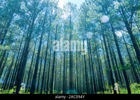 Pine forest from low angle view retro effect with lens flare. Stock Photo