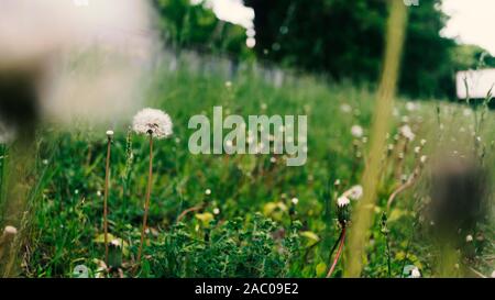 collects dandelions, panorama, field flowers, flower bed, bird cherry, central park Stock Photo