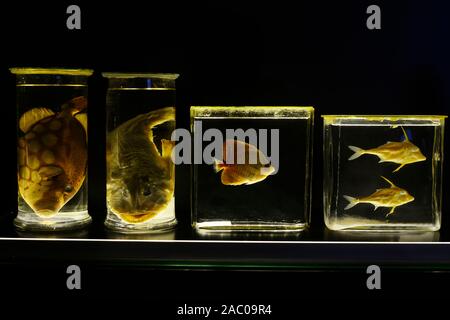 fish specimen preserved in jars on a black background Stock Photo