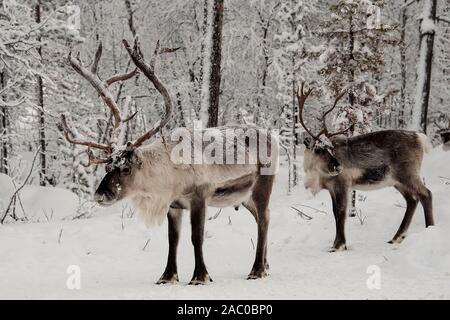 Finland, Inari- January 2019: Herd of Reindeer out in the wild Forrest Stock Photo