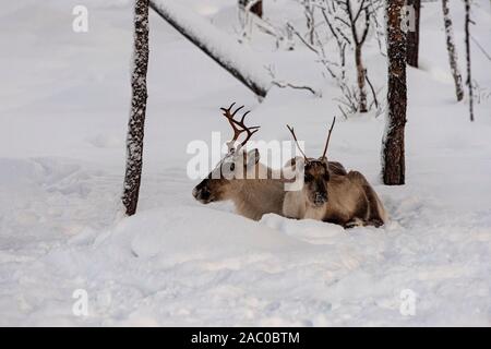 Finland, Inari- January 2019: Mother and child, Reindeer lying in the snow together in the wild Finnish forests Stock Photo