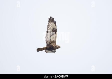 Rough-legged Buzzard (Buteo lagopus) Stock Photo