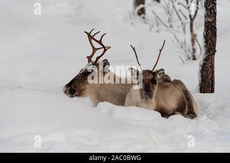 Finland, Inari- January 2019: Mother and child, Reindeer lying in the snow together in the wild Finnish forests Stock Photo
