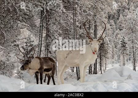 Finland, Inari- January 2019: Herd of Reindeer out in the wild Forrest Stock Photo