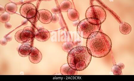 Computer illustration of the unicellular fungus (yeast) Candida auris. C. auris was first identified in 2009. It causes serious multidrug-resistant in Stock Photo