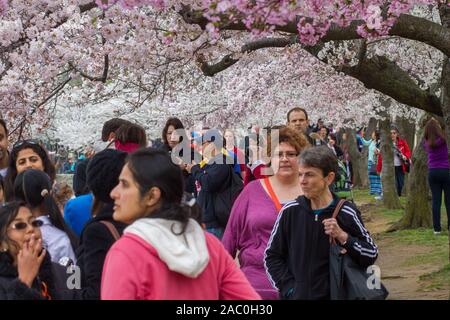 WASHINGTON, D.C.-APRIL 10, 2015: A large diverse crowd of tourists enjoying the Cherry Blossom Festival on April 10, 2015 in Washington D.C. Stock Photo
