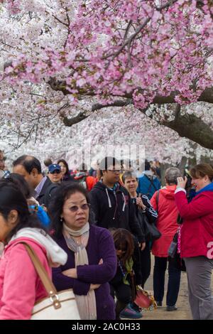 WASHINGTON, D.C.-APRIL 10, 2015: A large crowd of tourist at the annual Cherry Blossom Festival on April 10, 2015 in Washington, D.C. Stock Photo