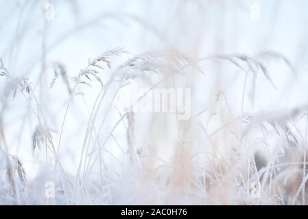 Frost covered grasses in winter landscape, selective focus and shallow depth of field Stock Photo