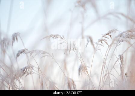 Frost covered grasses in winter landscape, selective focus and shallow depth of field Stock Photo