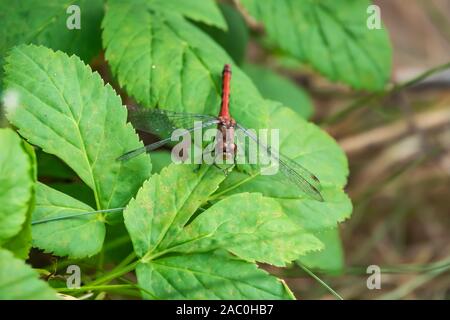 Meadowhawk Dragonfly on Leaf in Summer Stock Photo