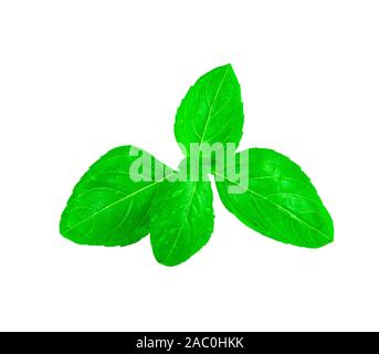 Close up of fresh basil leaf isolated on white background Stock Photo