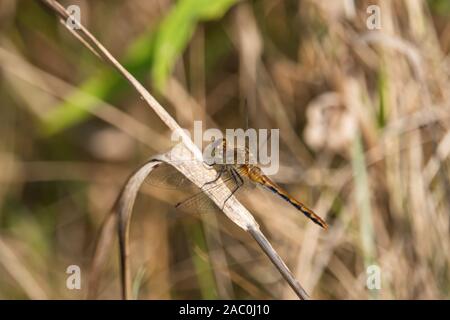Meadowhawk Dragonfly on Leaf in Summer Stock Photo