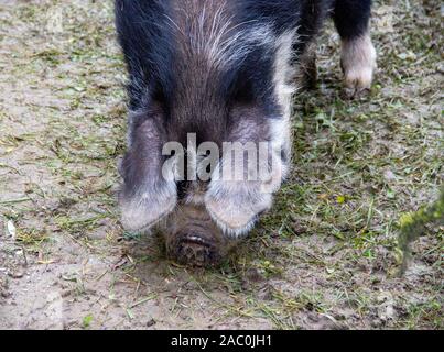 Front view of a Kunekune pig, translated bold and round Stock Photo