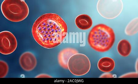 Protozoan Plasmodium falciparum in the stage of schizont, il Stock Photo