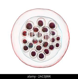 Protozoan Plasmodium falciparum in the stage of schizont, il Stock Photo