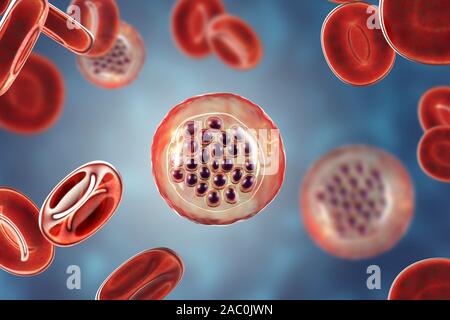 Protozoan Plasmodium falciparum in the stage of schizont, il Stock Photo