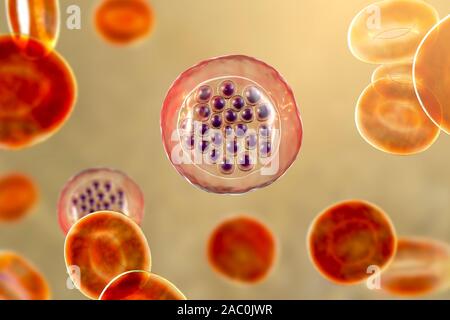 Protozoan Plasmodium falciparum in the stage of schizont, il Stock Photo