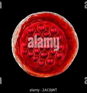 Protozoan Plasmodium falciparum in the stage of schizont, il Stock Photo