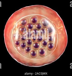 Protozoan Plasmodium falciparum in the stage of schizont, il Stock Photo