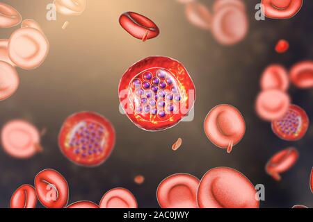 Protozoan Plasmodium falciparum in the stage of schizont, il Stock Photo