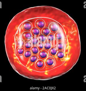 Protozoan Plasmodium falciparum in the stage of schizont, il Stock Photo