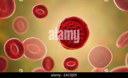 Protozoan Plasmodium falciparum in the stage of schizont, il Stock Photo