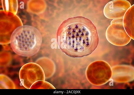 Protozoan Plasmodium falciparum in the stage of schizont, il Stock Photo