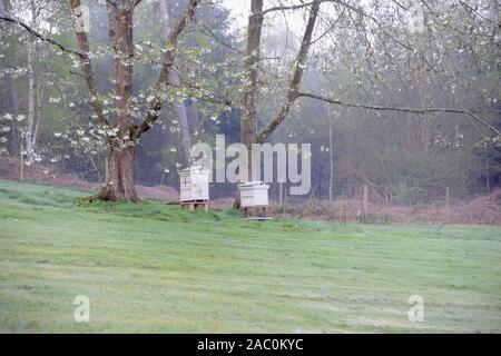 Two bee hives in spring situated with two Cherry trees in blossom with a green lawn in front and pine forest behind Stock Photo