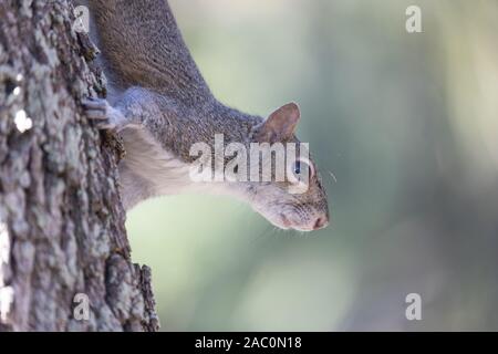 Close up of grey squirrel looking alert on a tree hanging downwards Stock Photo