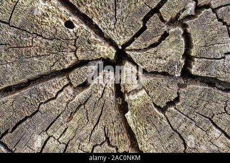 Natural texture background of weathered cracked wood log Stock Photo