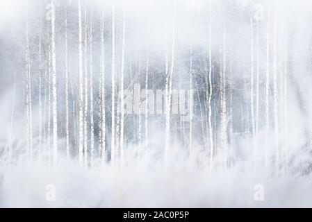 Winter forest with snowy birch trees Stock Photo