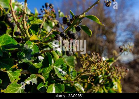 Plant with blue cluster berries along the edge of Lake Como. Stock Photo