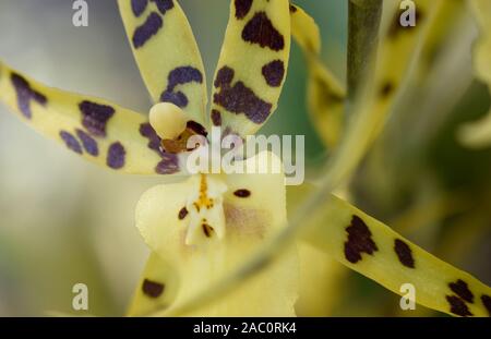 Spider Orchid, also called Brassia Cochleata, photographed at the Mediterranean Gardens in New Mexico. Stock Photo