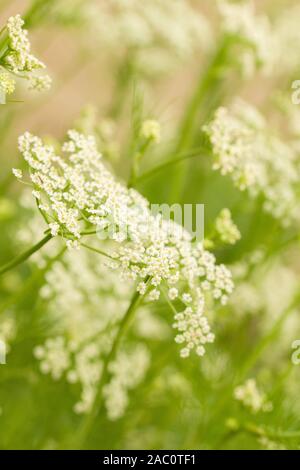 Close up on Caraway with blured plant parts in the background. Also called meridian fennel and Persian cumin (Carum carvi). Biennial plant in the Stock Photo