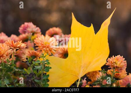 A fallen yellow maple leaf lying on orange Chrysanthemum x morifolium with blurred background with soft focus. Autumn impression Stock Photo