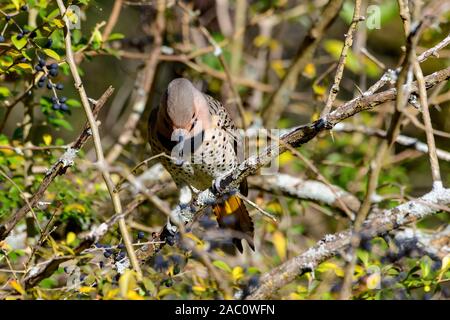 northern Flicker - Colaptes auratus - Yellow-shafted, perched on a branch detailed close-up Stock Photo