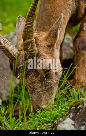 Portrait of Ibex eating grass. Stock Photo