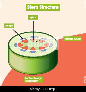 Stem View Diagram showing stem structure Stock Vector Image & Art - Alamy