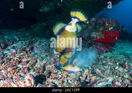 Large Titan Triggerfish (Balistoides viridescens) feeding on a tropial coral reef in the Similan Islands Stock Photo