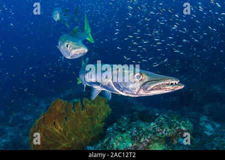 Large Pick-Handle Barracuda on a dark coral reef (Richelieu Rock, Thailand) Stock Photo