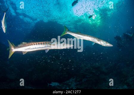 Large Pick-Handle Barracuda on a dark coral reef (Richelieu Rock, Thailand) Stock Photo