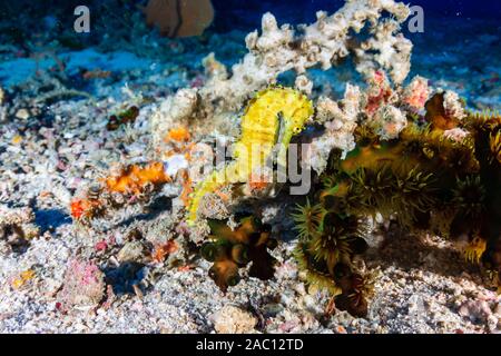 Beautiful yellow Thorny Seahorse on a deep, dark coral reef Stock Photo