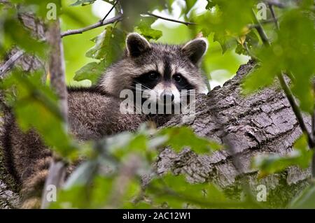Raccoon resting up in a tree. Stock Photo