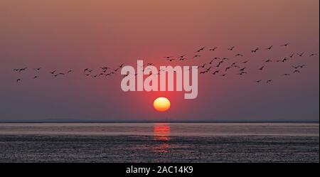 Bird flock flying wild geese (Anser anser), sunset over the sea, Neuharlingersiel, East Frisia, Lower Saxony, Germany Stock Photo