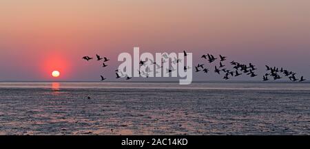 Bird flock flying wild geese (Anser anser), sunset over the sea, Neuharlingersiel, East Frisia, Lower Saxony, Germany Stock Photo