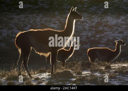 Guanacos (Llama guanicoe) in backlight, Torres del Paine National Park, Patagonia, Chile Stock Photo