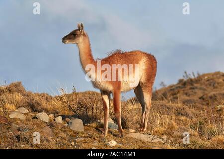 Guanaco (Llama guanicoe) stands in the tundra, Torres del Paine National Park, Patagonia, Chile Stock Photo